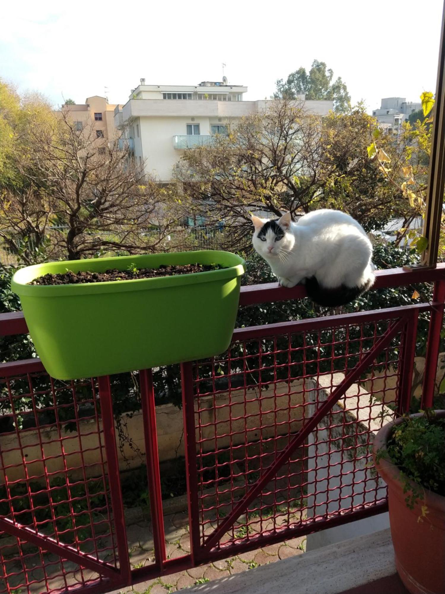 Intero Appartamento Con Giardino E Parcheggio Ρώμη Εξωτερικό φωτογραφία